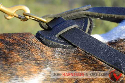 Leather dog harness with special ring for leash attachment