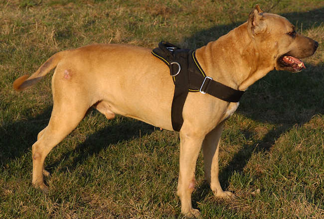 Pulling Nylon Staffordshire Terrier Harness