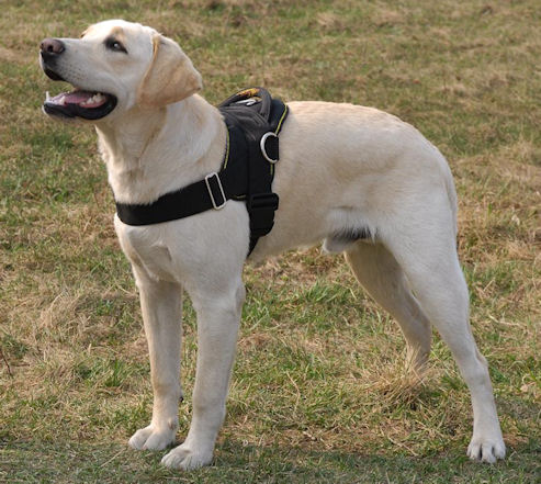 Multifunctional Labrador Retriever Harness for Pulling