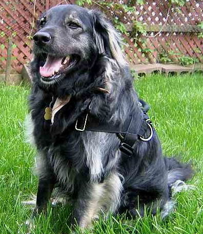 Leonberger Nylon Dog Harness for Wallking