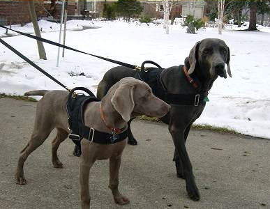 Nylon Multi-Purpose Weimaraner Dog Harness