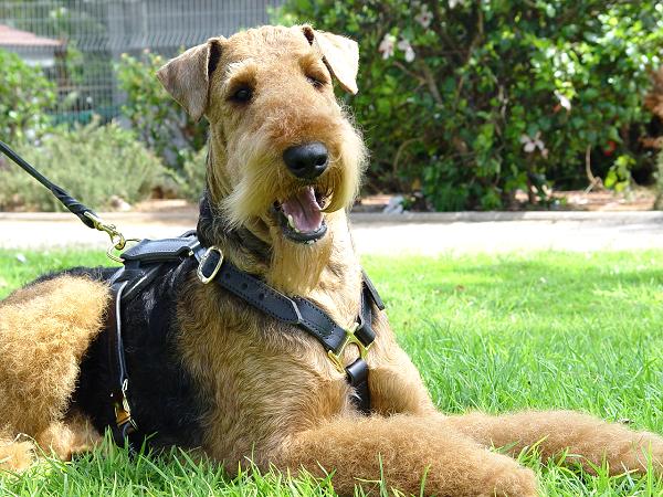 Luxury Handcrafted Airedale Terrier Harness