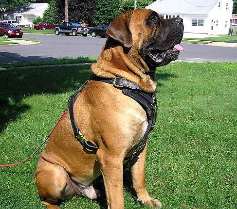 Exclusive Padded Leather Mastiff Mix Harness