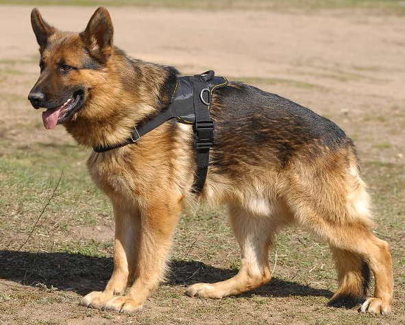 All Weather Nylon German Shepherd Harness for Pulling/Tracking