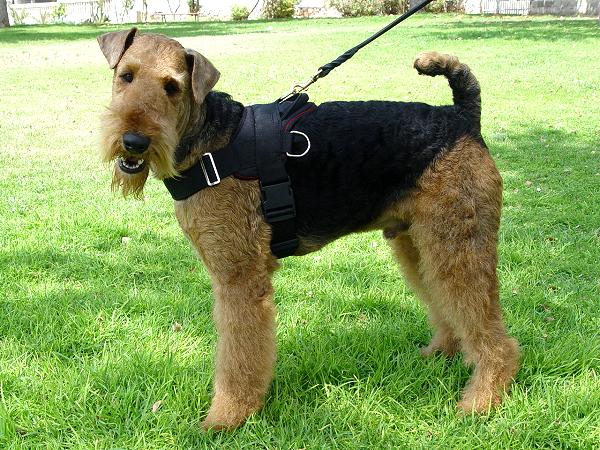 Harness for Miniature Schnauzer , Scottish Terrier,Welsh Terrier