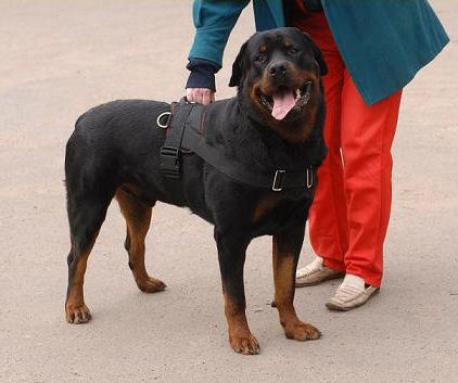 Any-Weather Nylon Rottweiler Harness for Tracking/Pulling