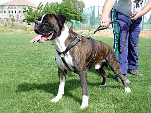 boxer pulling dog harness for dog training