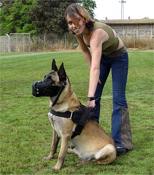 Nylon multi-purpose dog harness for tracking / pulling