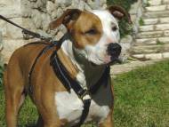 Handcrafted Leather Dog Harness for Staffordshire Terrier