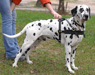 tracking dog harness for dalmatian