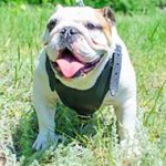 Walking/Training Padded English Bulldog Harness