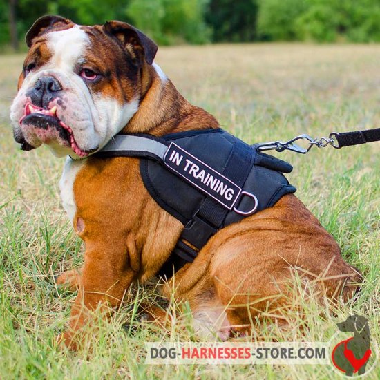 Reflective English Bulldog harness for police and military service
