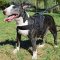 All Weather Nylon English Bull Terrier Harness for Pulling/Tracking/Walking