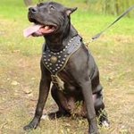 Exclusive Design Studded Leather Pitbull Harness
