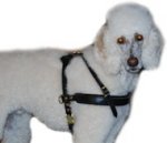 Pulling/Tracking Poodle Dog Harness