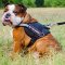 Reflective English Bulldog harness for police and military service