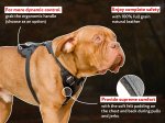 Medium Adjustable Leather Dog Harness for all Breeds