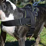 Nylon Bernese Mountain Dog Harness for Tracking/Pulling and Everyday Walks