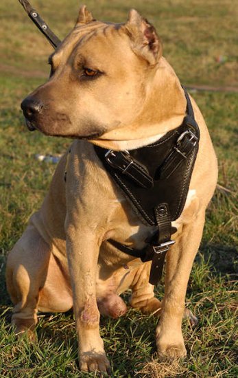 Agitation Leather Dog Harness for Staffordshire Bull Terrier