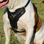 Practical Leather Border Collie Harness for Attack/Agitation Work