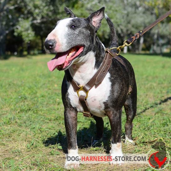 Extra Lightweight Leather English Bull Terrier Harness for Tracking/Walking