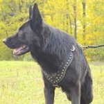 Royal Exclusive Design Studded Leather German Shepherd Harness