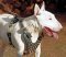 Tremendous Spiked Leather English Bull Terrier Harness