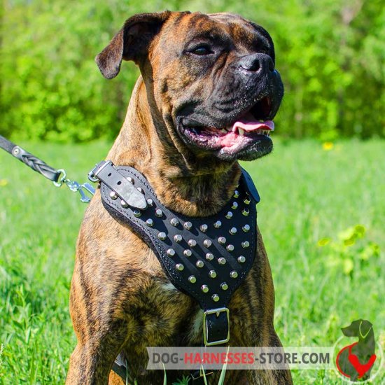 Fancy Leather Boxer Harness With Pyramids