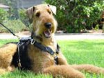 Luxury Handcrafted Airedale Terrier Harness