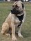 Anatolian Shepherd Leather Dog Harness for Pulling, Walking and Training