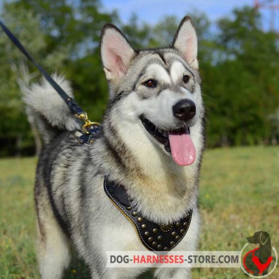 Designer Leather Alaskan Malamute Harness with Brass Studs and Medallion