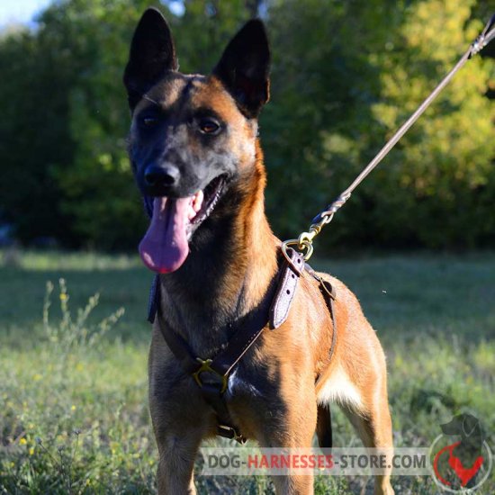 Leather Belgian Malinois Harness with Brass Fittings