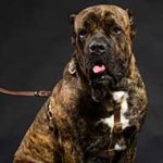 Luxury Handcrafted Cane Corso Harness for Comfortable Walking