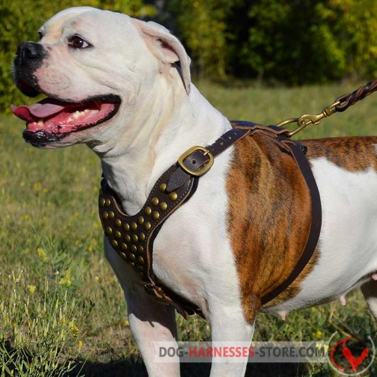 Studded American Bulldog Harness for Walking