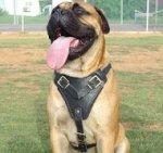 Leather Old English Mastiff Harness for Attack/Agitation Work and Comfy Walking
