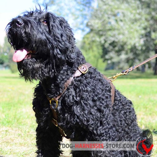 Leather Black Russian Terrier Harness for Tracking and Walking