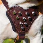 Boxer Leather Puppy Harness with Studs
