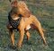 Custom Staffordshire Terrier with Gold-Like Studded Half-Balls