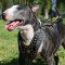 Exclusive Design Studded Royal Leather English Bull Terrier Harness