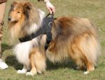 Nylon Collie Harness for Tracking/Pulling/Walking