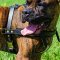 Spanish Mastiff Pulling Leather Dog Harness - Big Dog Harness