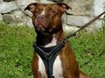 Tracking American Pit Bull Terrier Harness for Walking and Training