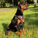 Hand-crafted Doberman harness for agitation training