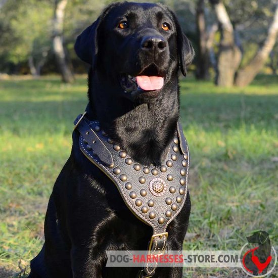 Labrador Retriever Harness Decorated with Brass Studs for Walking