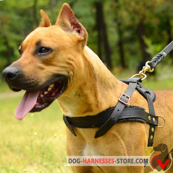 Tracking/Pulling Leather Pitbull Harness