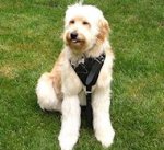 Leather Spinone Italiano Harness with Soft Padded Chest Plate