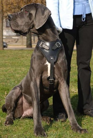 Protection Great Dane Harness for ttack Training and Walking