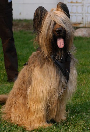 Royal Quality Leather Briard Harness