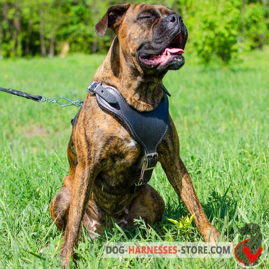 Classic Leather Boxer Harness for Attack/Agitation Work
