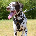 Leather Dalmatian Harness for Tracking